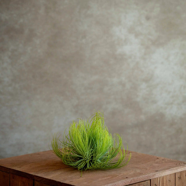 Tillandsia Andreana XL