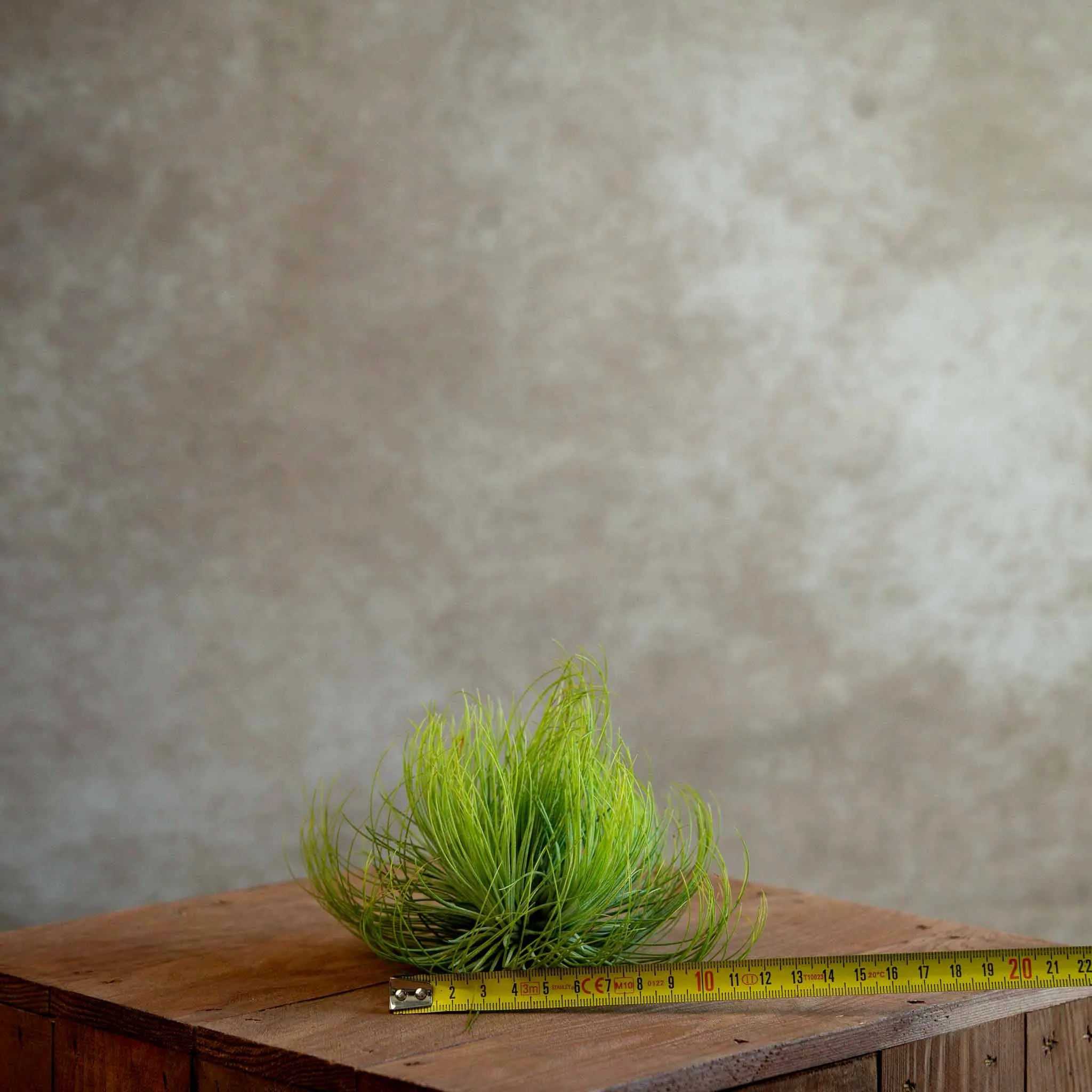 Tillandsia Andreana XL