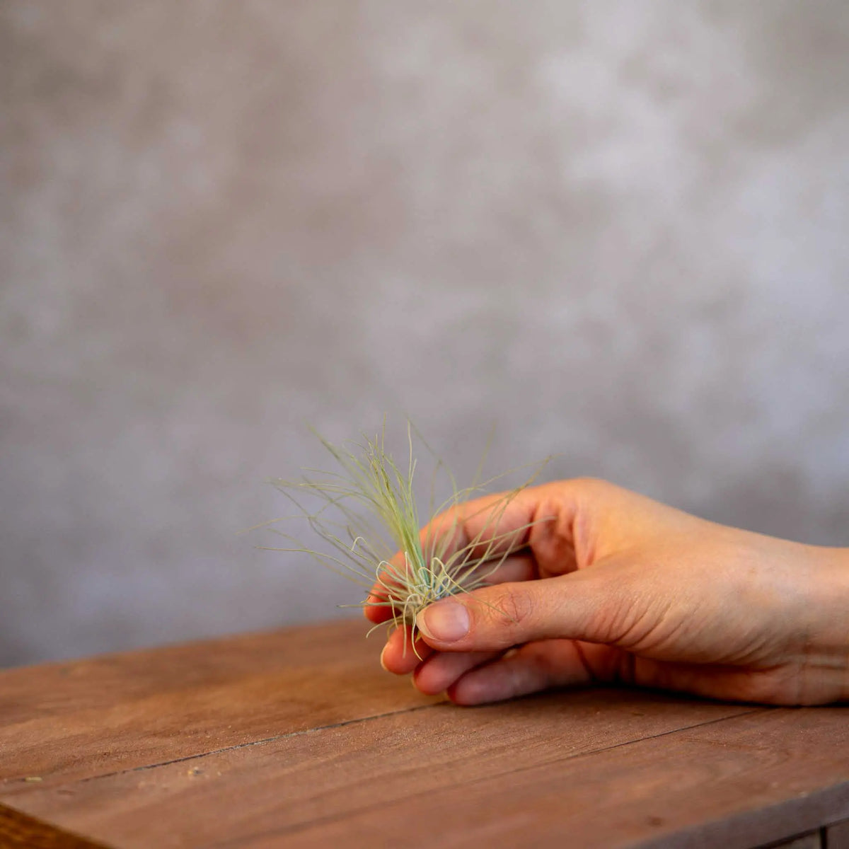 Tillandsia Argentea