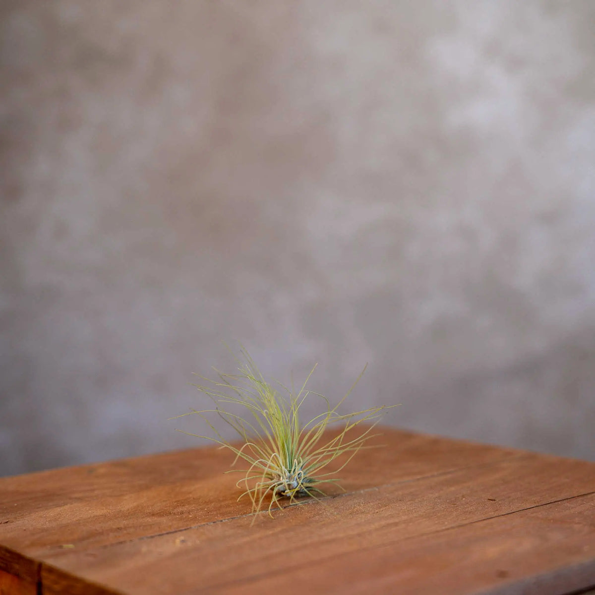 Tillandsia Argentea