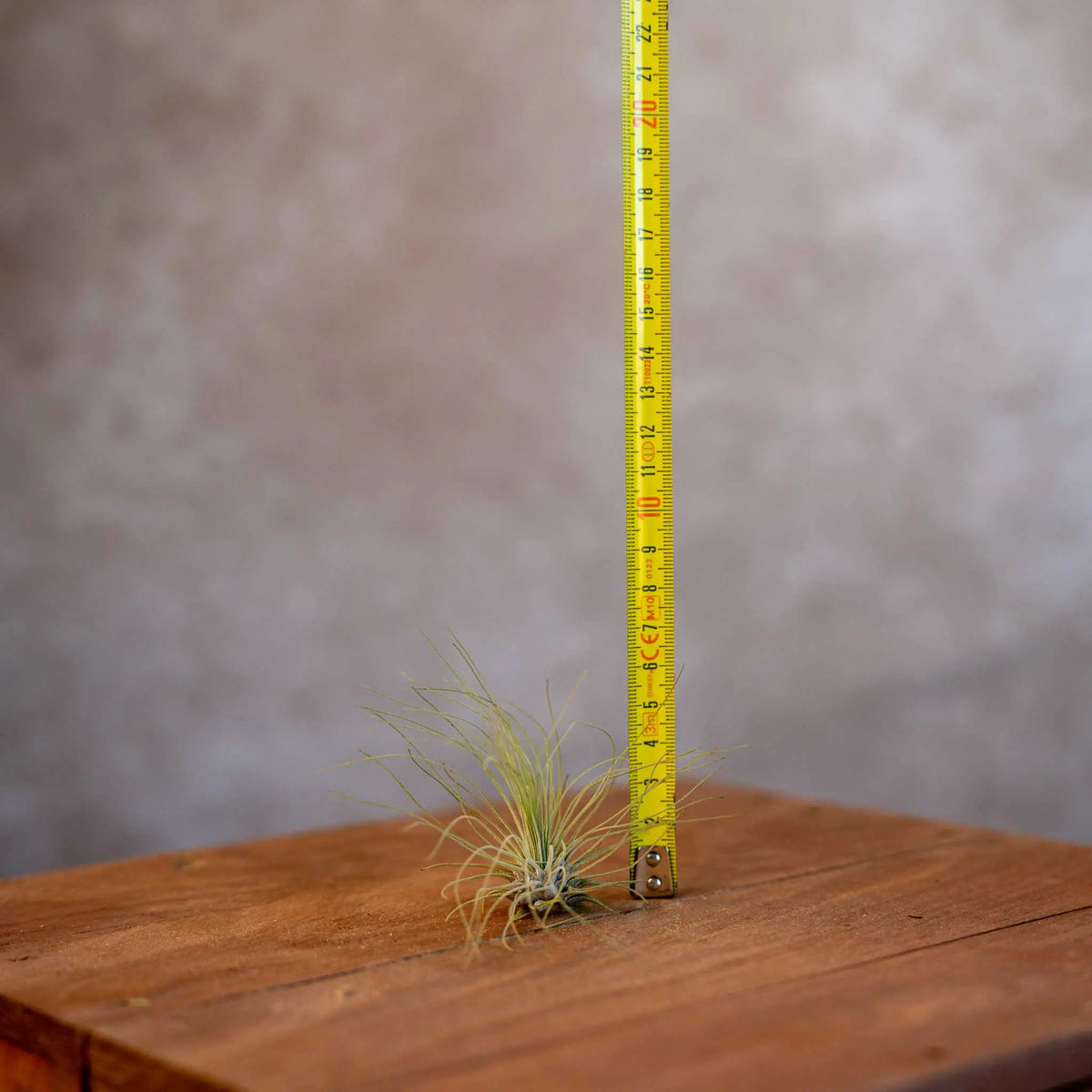 Tillandsia Argentea