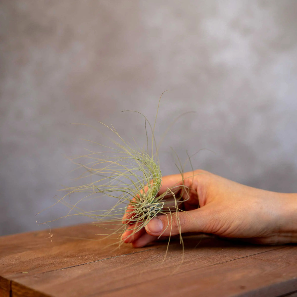 Tillandsia Argentea