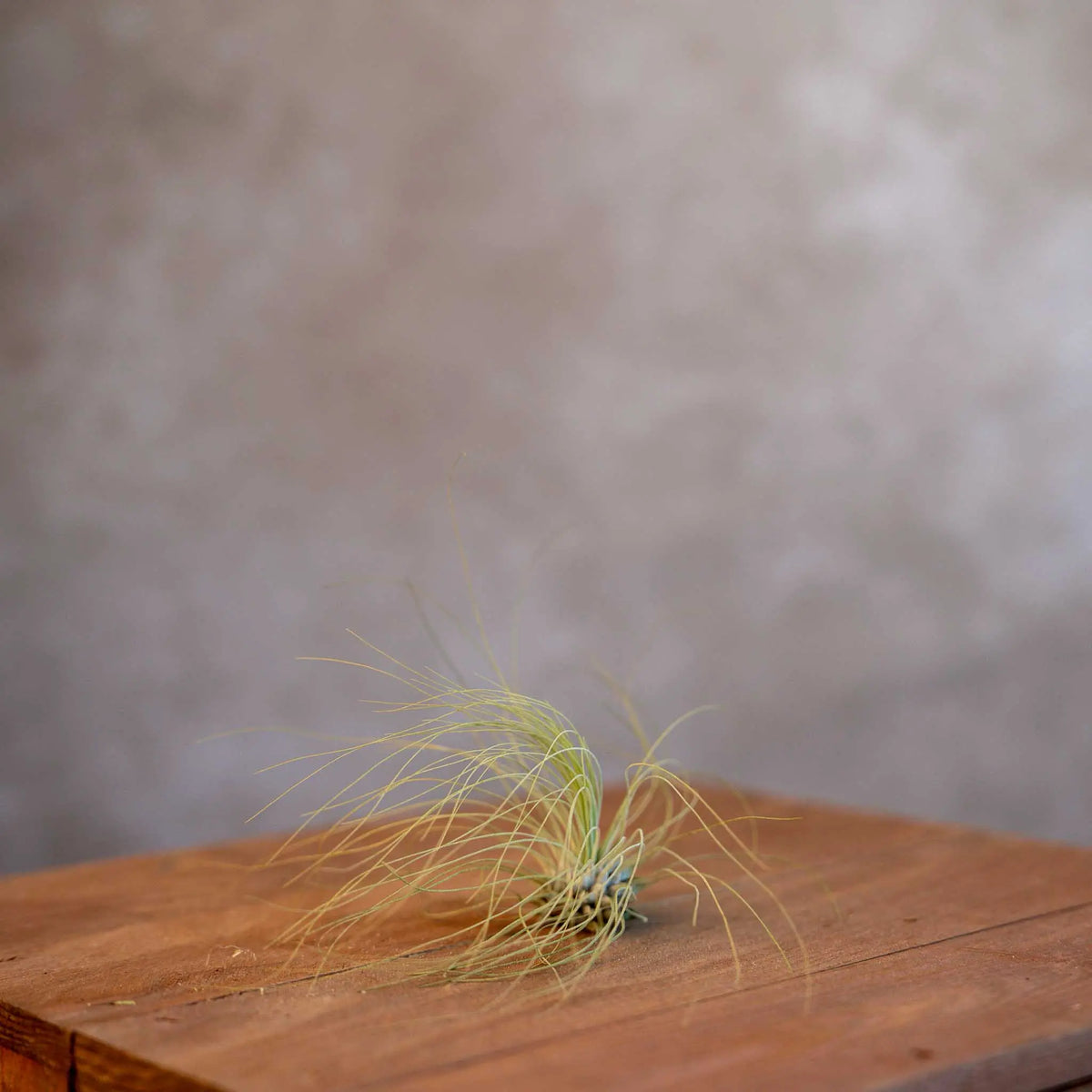 Tillandsia Argentea