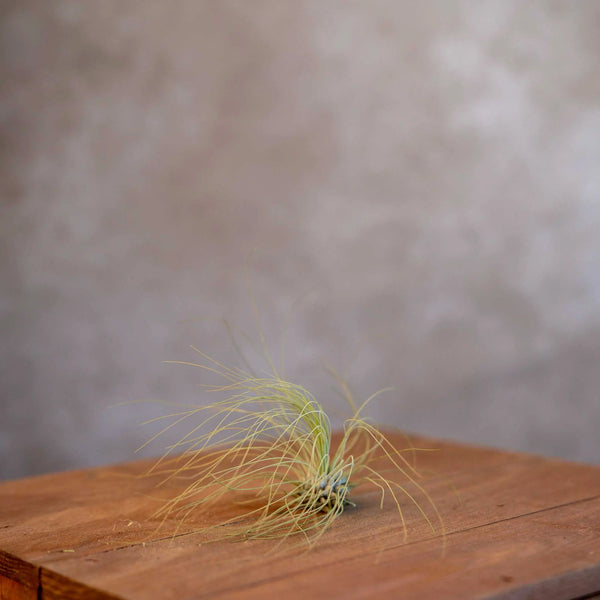 Tillandsia Argentea