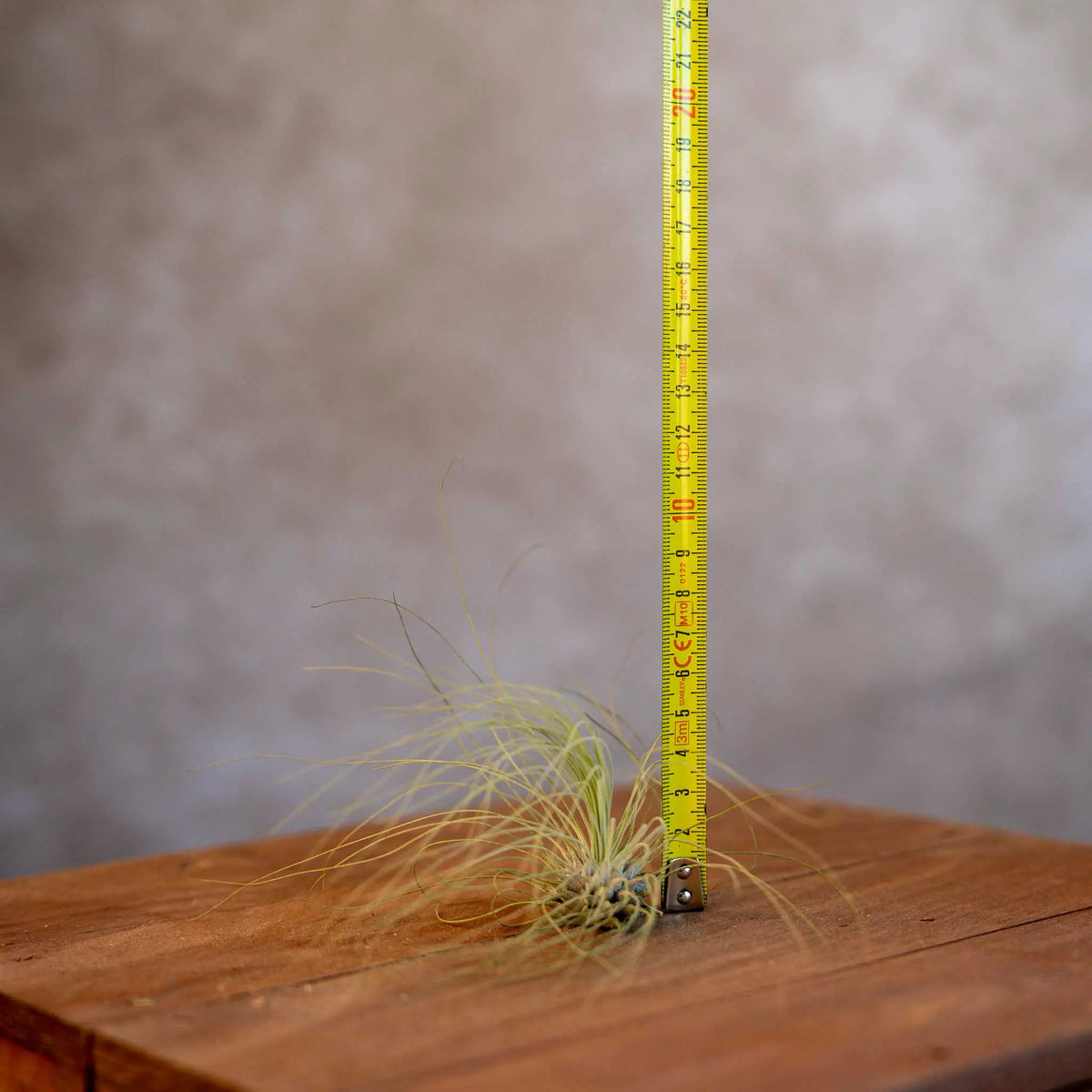Tillandsia Argentea
