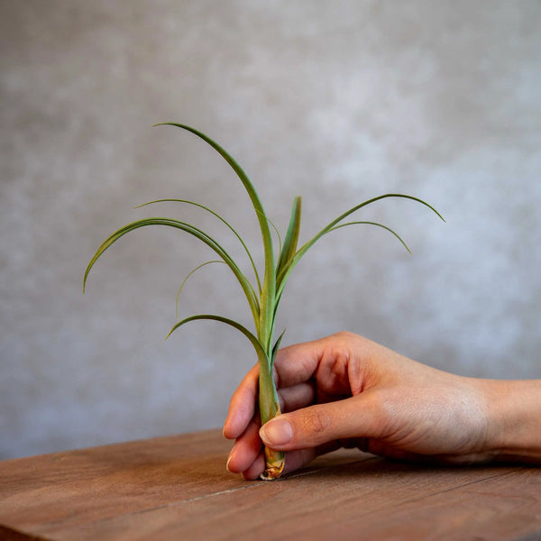 Tillandsia Balbisiana