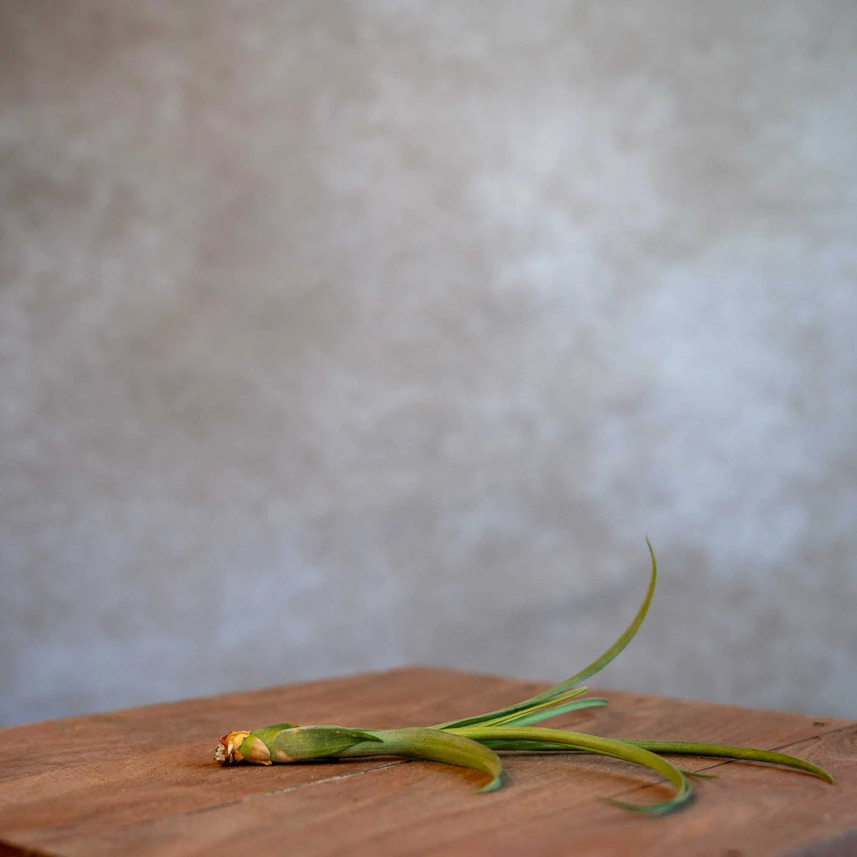 Tillandsia Balbisiana
