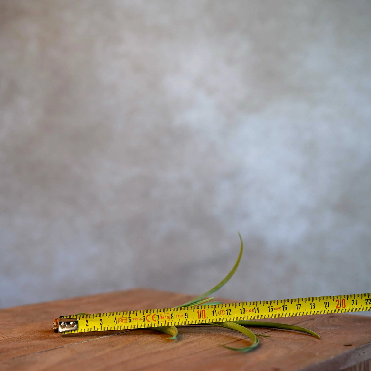 Tillandsia Balbisiana