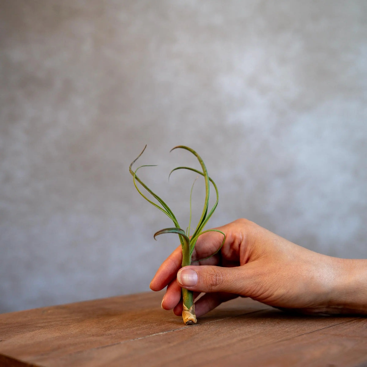 Tillandsia Balbisiana