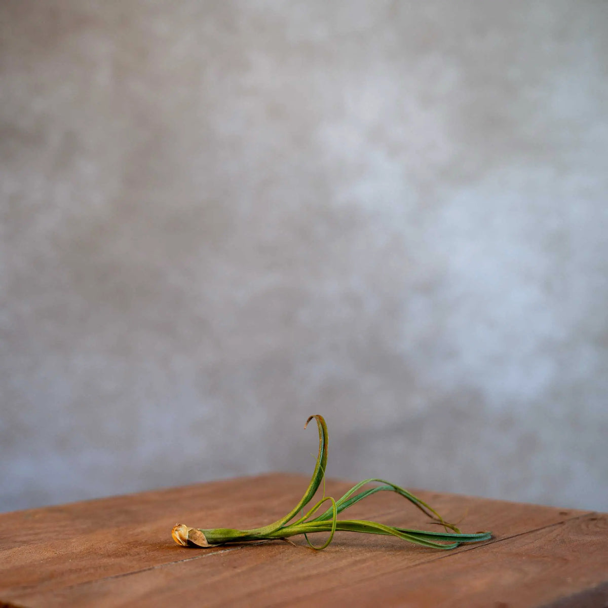 Tillandsia Balbisiana