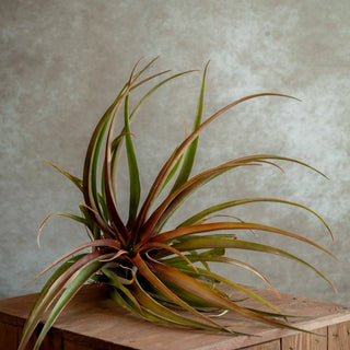 Tillandsia Capitata Orange XL