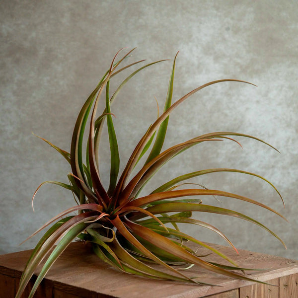 Tillandsia Capitata Orange XL