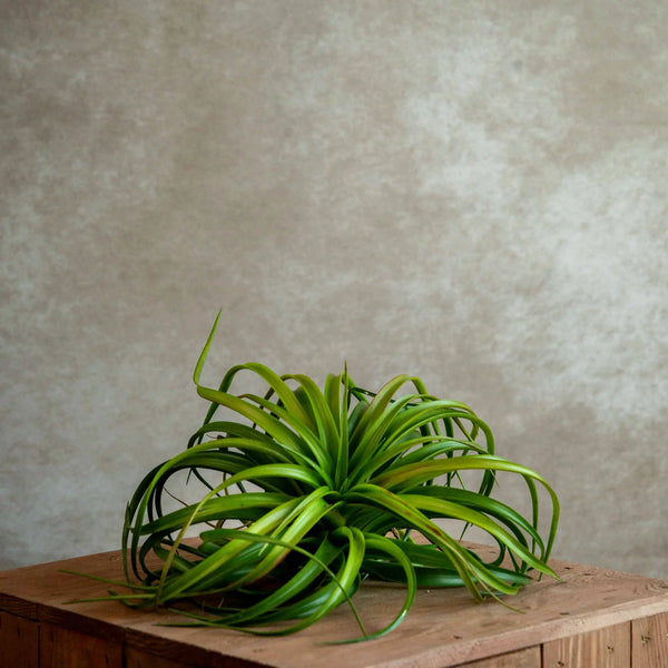 Tillandsia Capitata Red