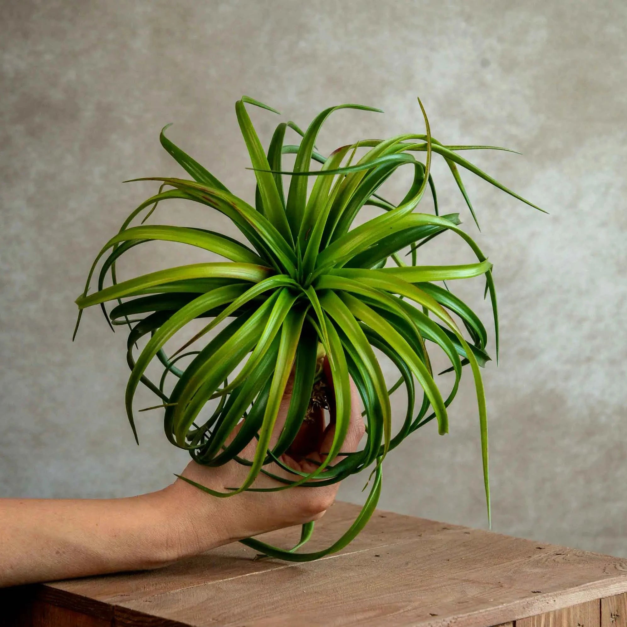 Tillandsia Capitata Red