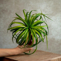 Tillandsia Capitata Red