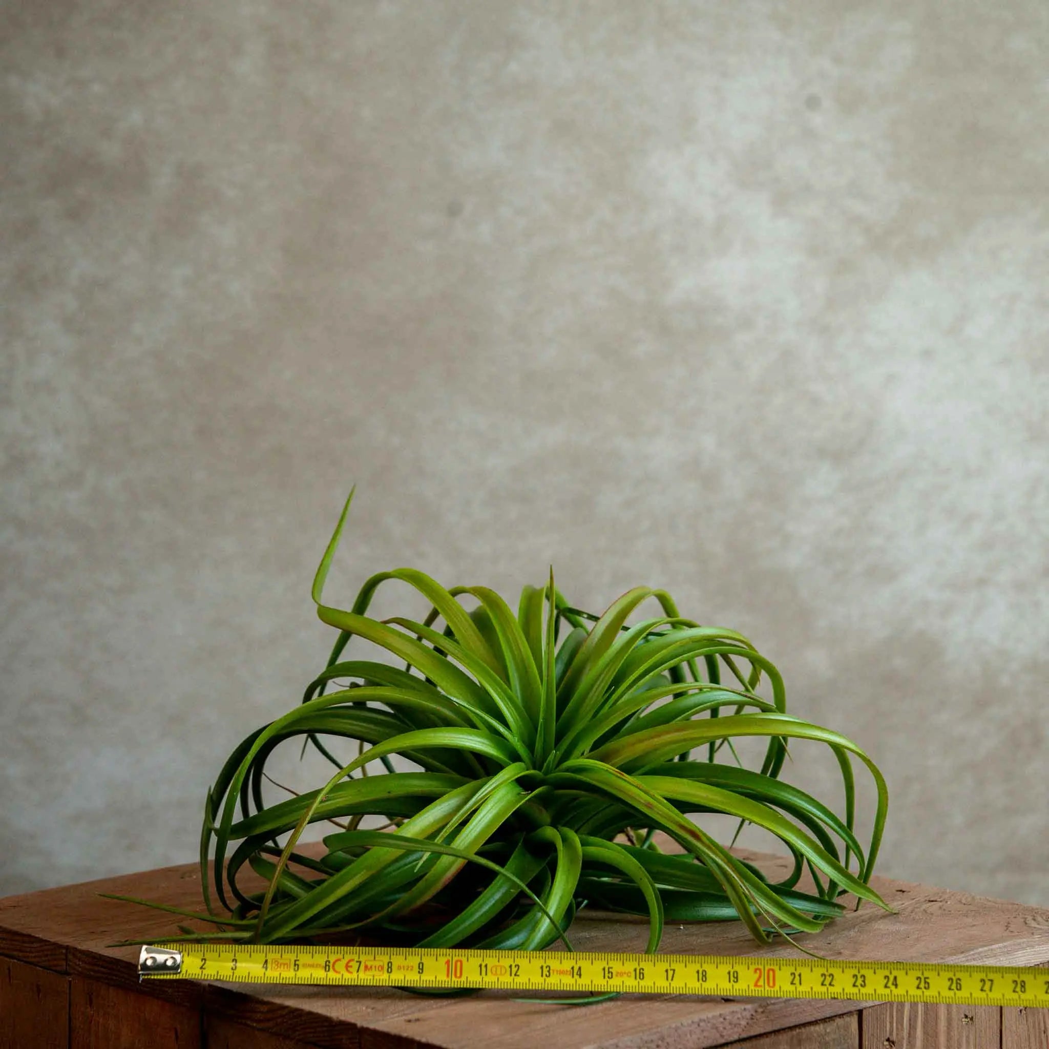 Tillandsia Capitata Red