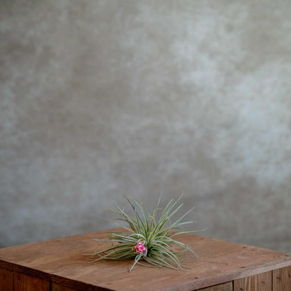 Tillandsia Cotton Candy