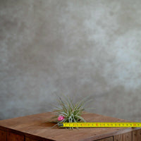 Tillandsia Cotton Candy