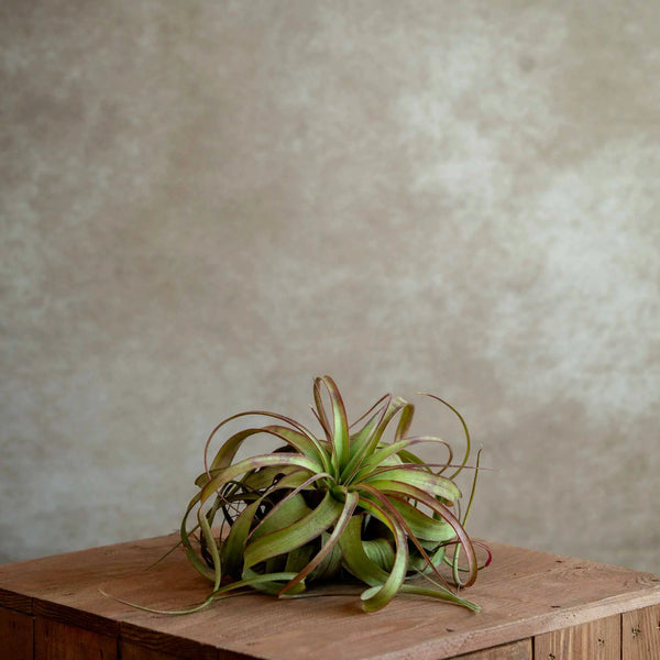 Tillandsia Eric Knobloch