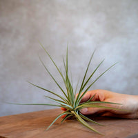 Tillandsia Espinosae XXL