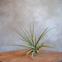 Tillandsia Espinosae XXL