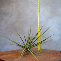 Tillandsia Espinosae XXL