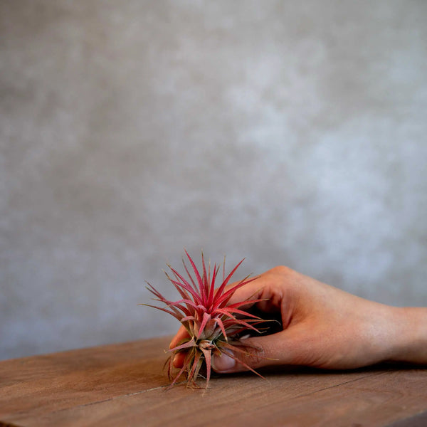 Tillandsia Ionantha Rood
