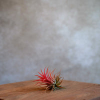 Tillandsia Ionantha Rood