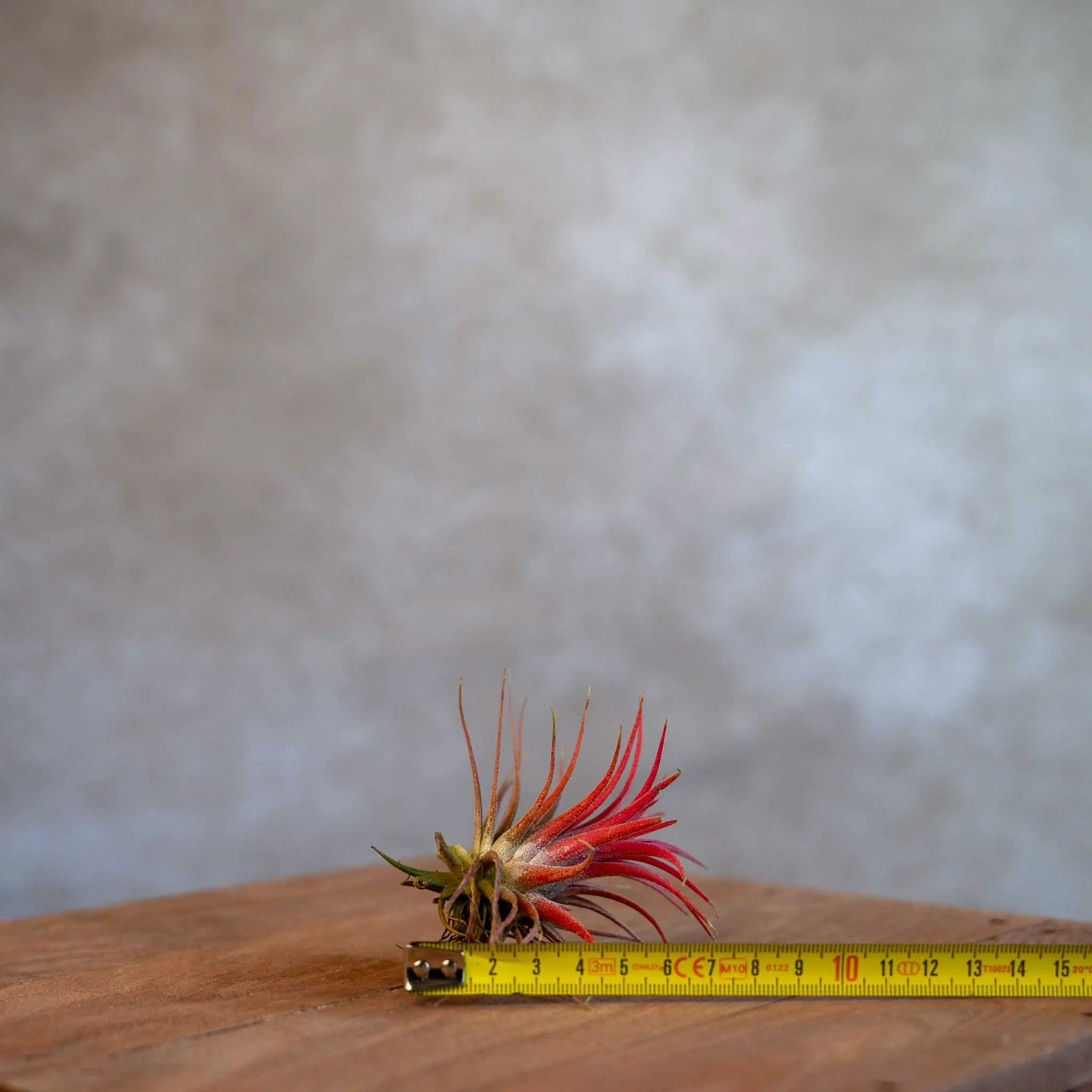 Tillandsia Ionantha Rood