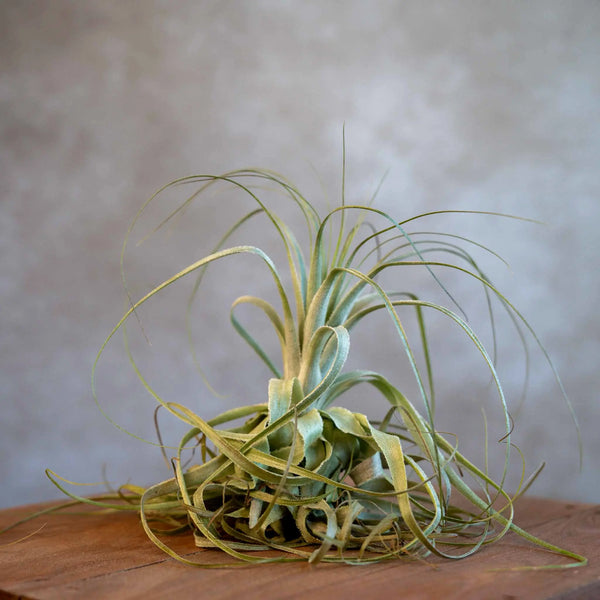 Tillandsia Gardneri