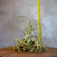 Tillandsia Gardneri