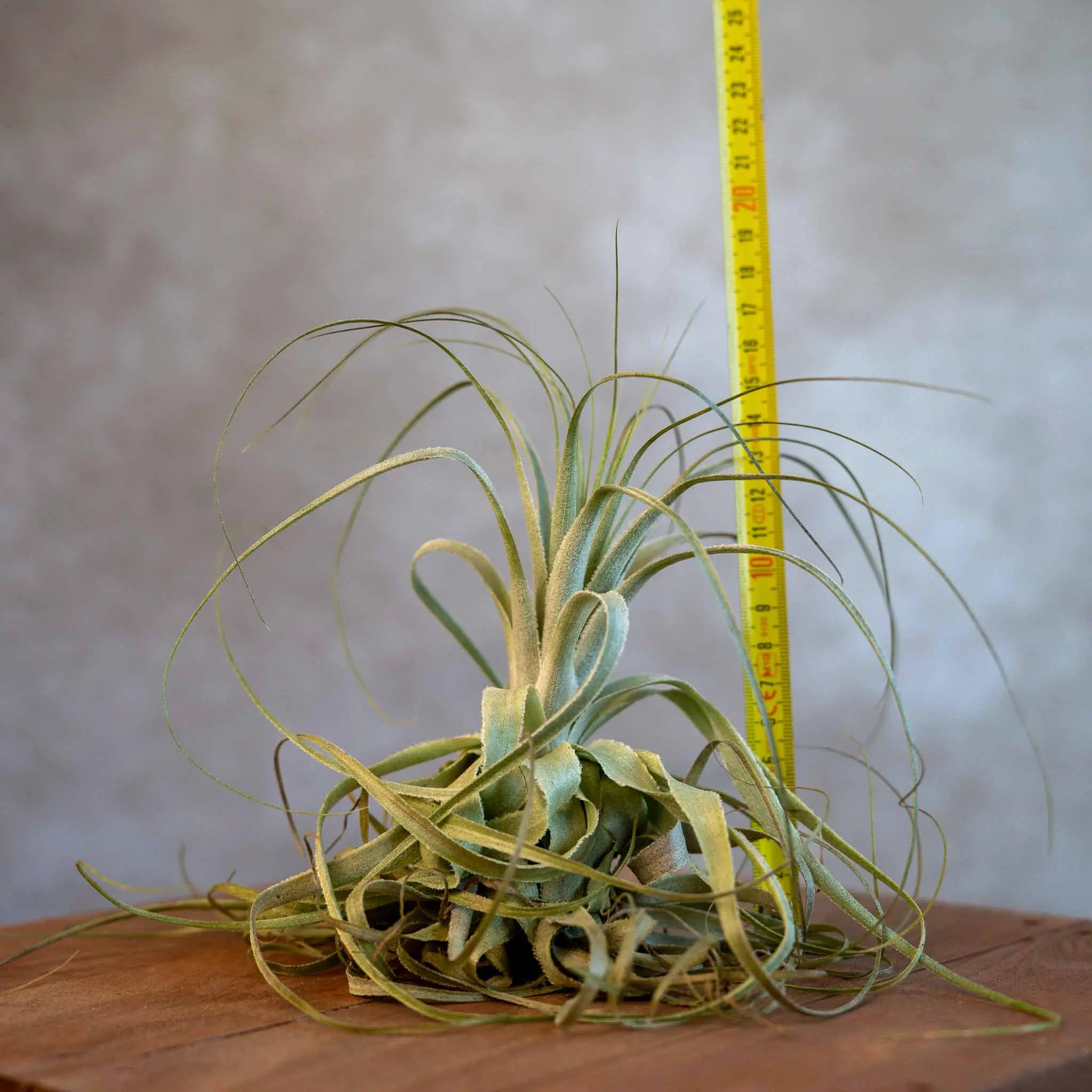 Tillandsia Gardneri