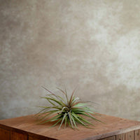 Tillandsia houston