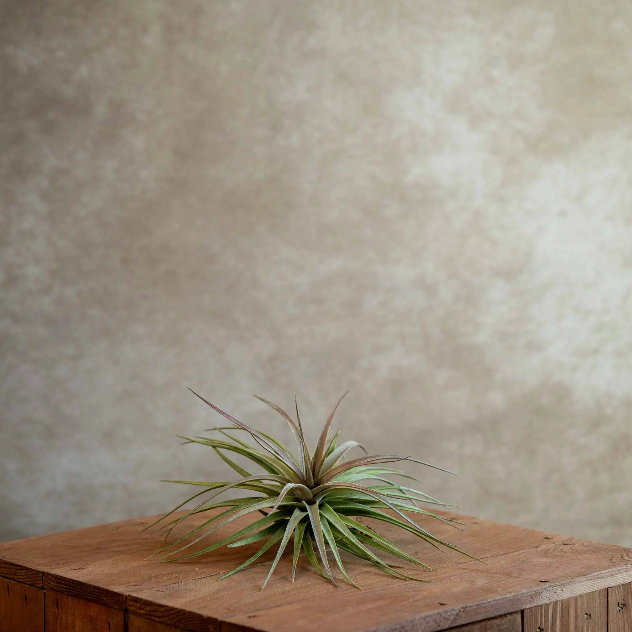 Tillandsia houston