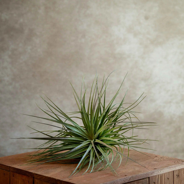 Tillandsia houston