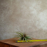 Tillandsia houston