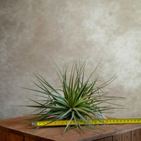 Tillandsia houston