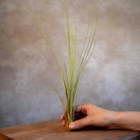 Tillandsia Juncea