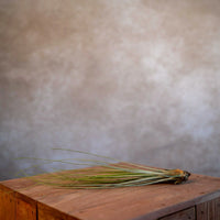 Tillandsia Juncea