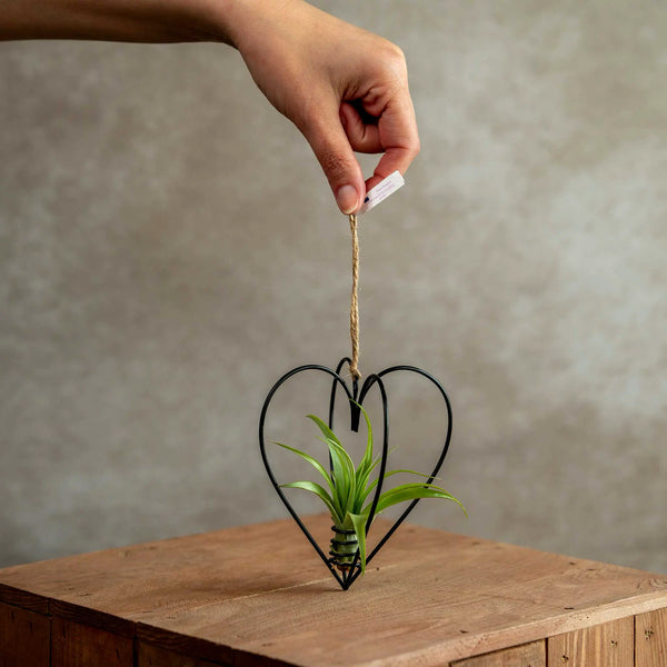Zwart Metalen Hartje met Tillandsia Multiflora