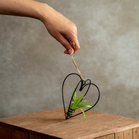Zwart Metalen Hartje met Tillandsia Multiflora
