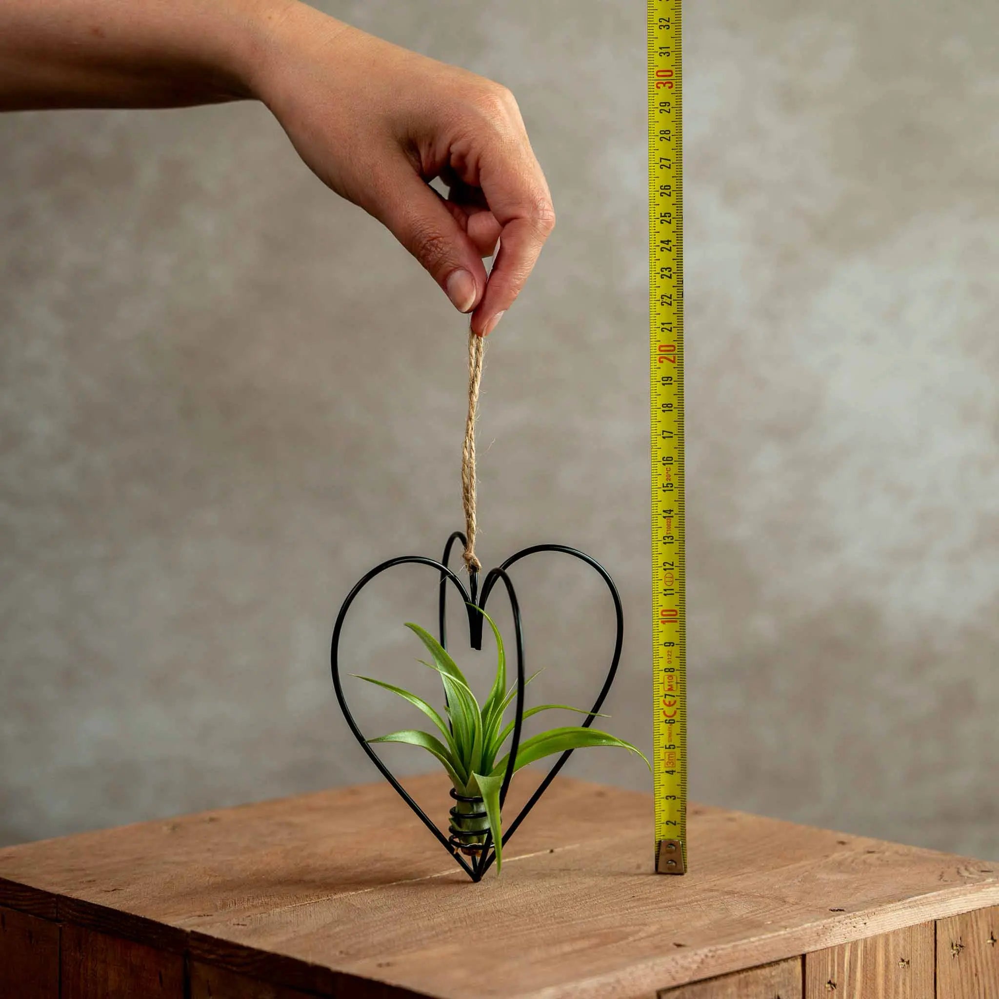 Zwart Metalen Hartje met Tillandsia Multiflora