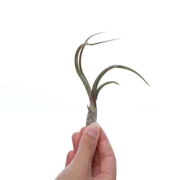 Tillandsia Baileyi Medium