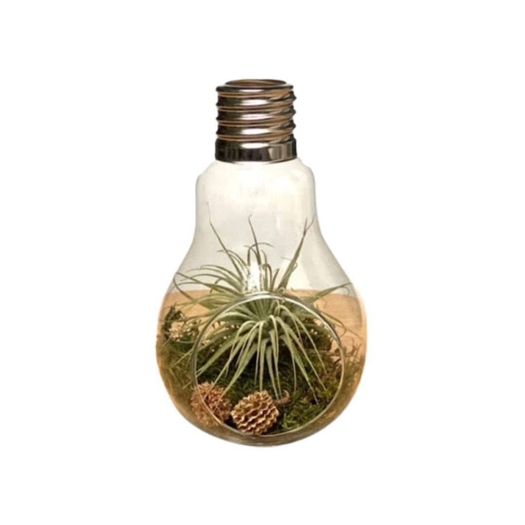 Kleine Lightbulb Met Airplant