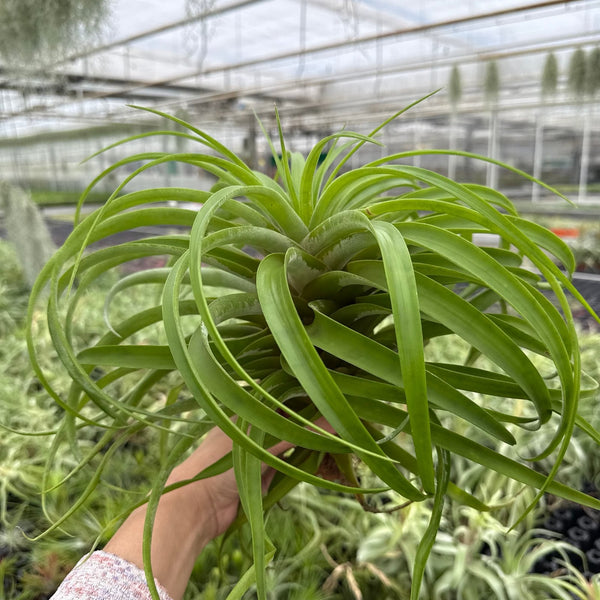 Tillandsia Capitata XXL