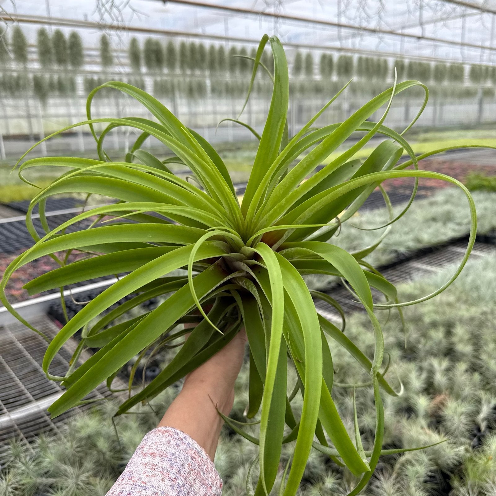 Tillandsia Capitata XXL