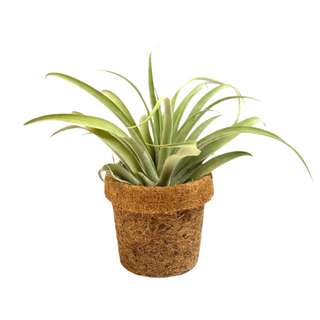 Kokodama Pot met Tillandsia Capitata XL