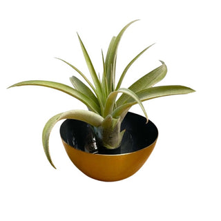 Metal Candle Holder (donker blauw) met Airplant