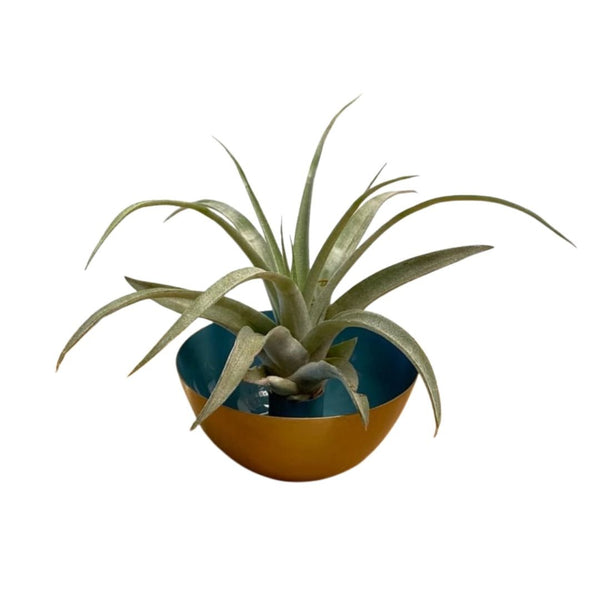 Metal Candle Holder Licht Blauw Met Airplant