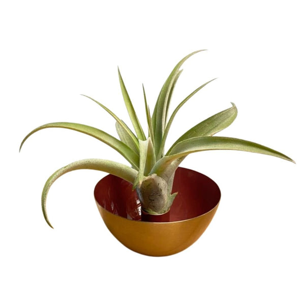 Metal Candle Holder Terracotta Met Airplant